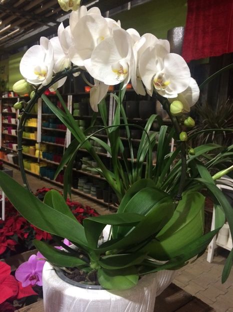 Phale 7.11.2018 - Serbarea Luminii