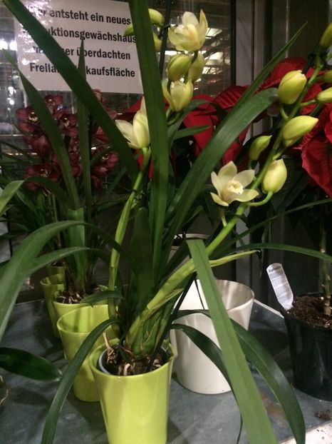 Cymbidium 17.11.2018 - Serbarea Luminii