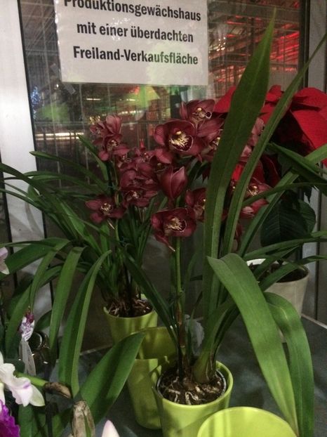 Cymbidium - Serbarea Luminii