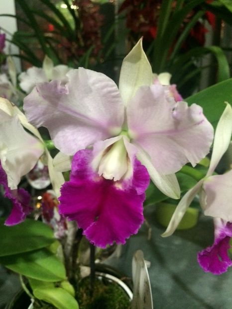 Cattleya - Serbarea Luminii