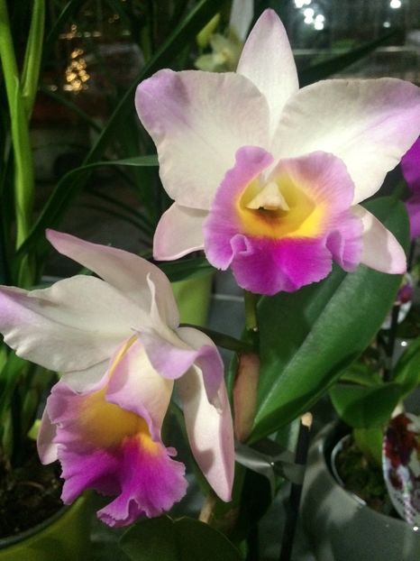 Cattleya - Serbarea Luminii