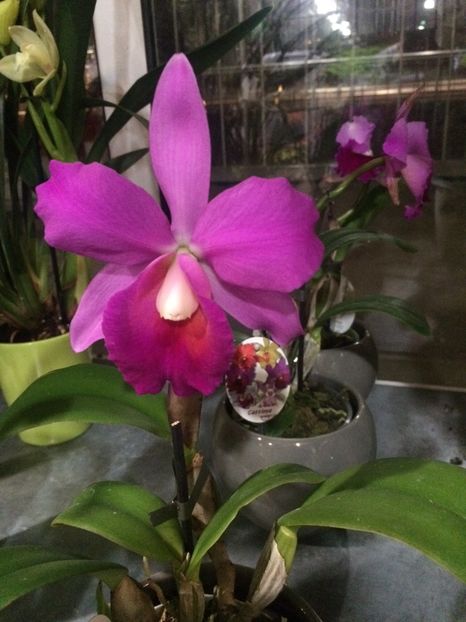 Cattleya - Serbarea Luminii