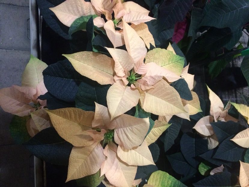 17.11.2018 - Serbarea Luminii