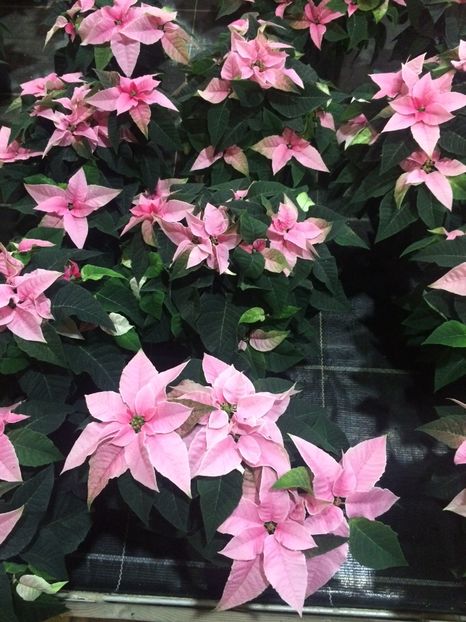 17.11.2018 - Serbarea Luminii