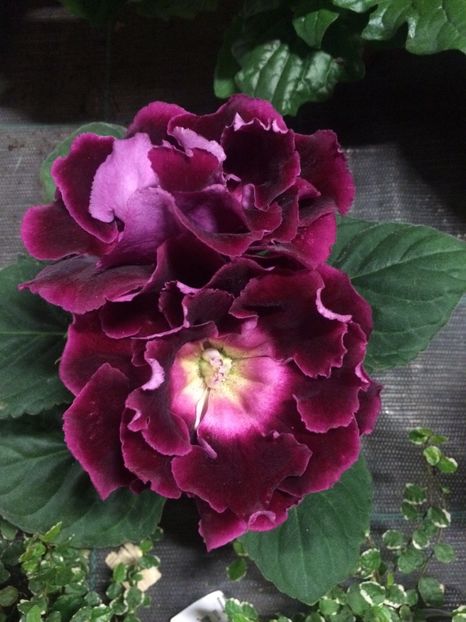 Gloxinia - Serbarea Luminii