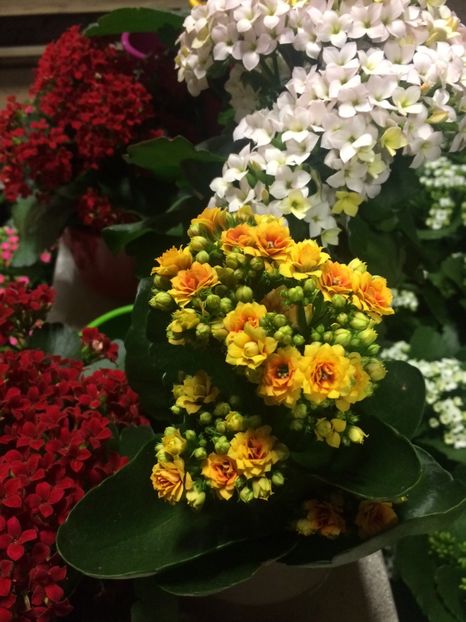 Kalanchoe - Serbarea Luminii