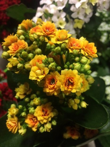 Kalanchoe - Serbarea Luminii
