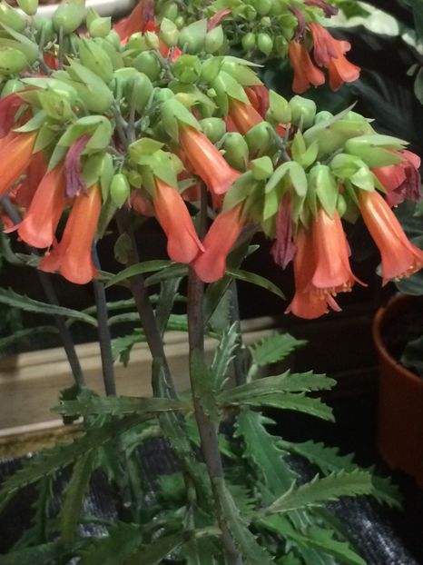 Kalanchoe - Serbarea Luminii