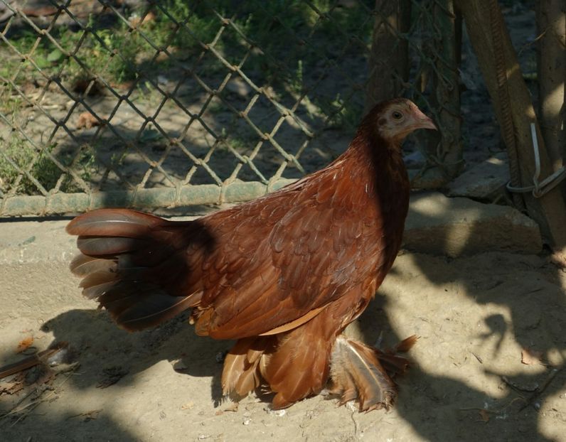  - G - Mii de flori 2018 B