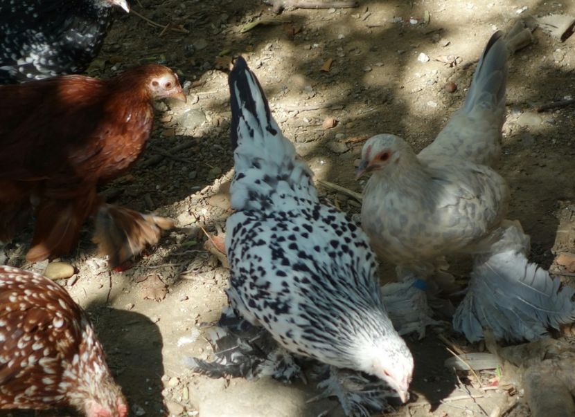  - G - Mii de flori 2018 B