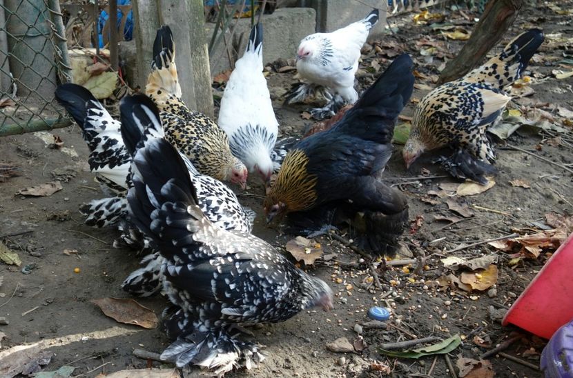  - G - Mii de flori 2018 B