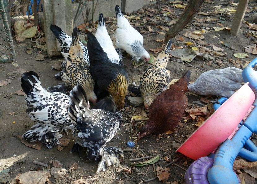  - G - Mii de flori 2018 B