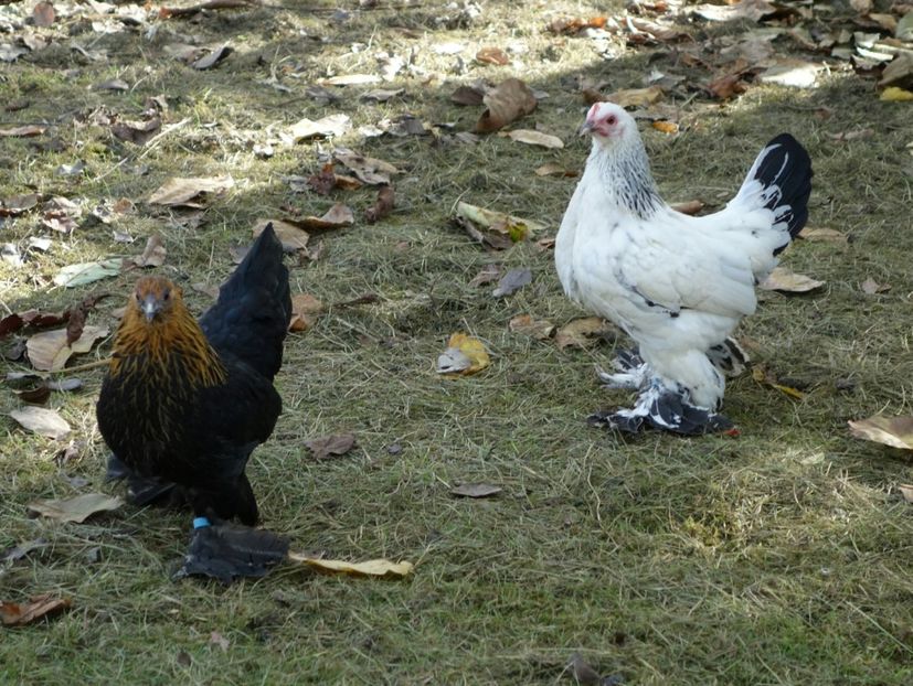  - G - Mii de flori 2018 B