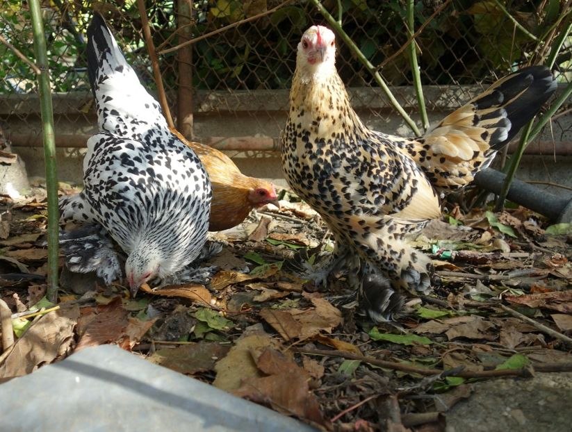  - G - Mii de flori 2018 B