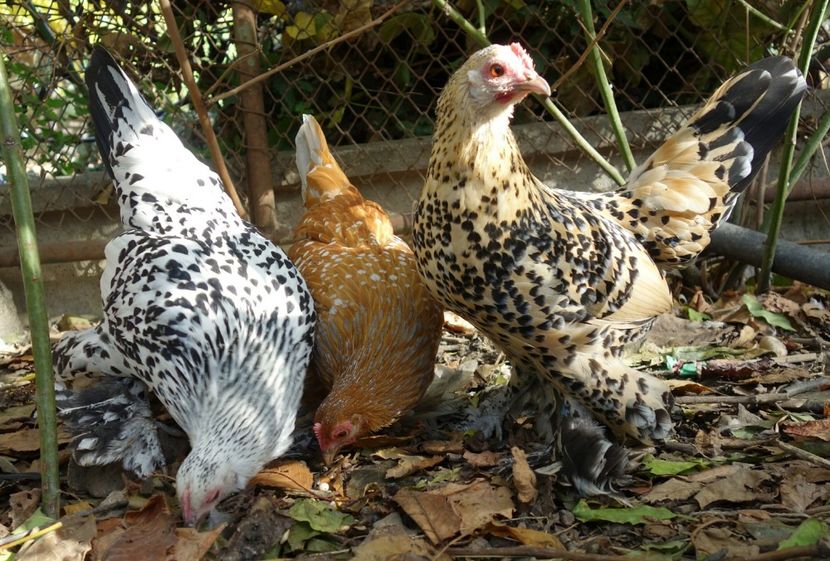  - G - Mii de flori 2018 B