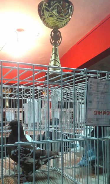  - Expoziția ExpoFauna 2018