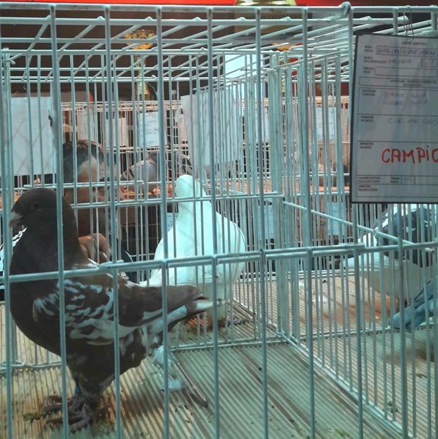  - Expoziția ExpoFauna 2018