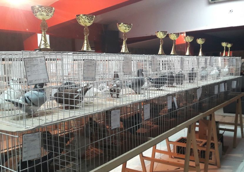  - Expoziția ExpoFauna 2018