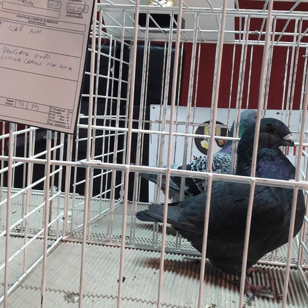  - Expoziția ExpoFauna 2018