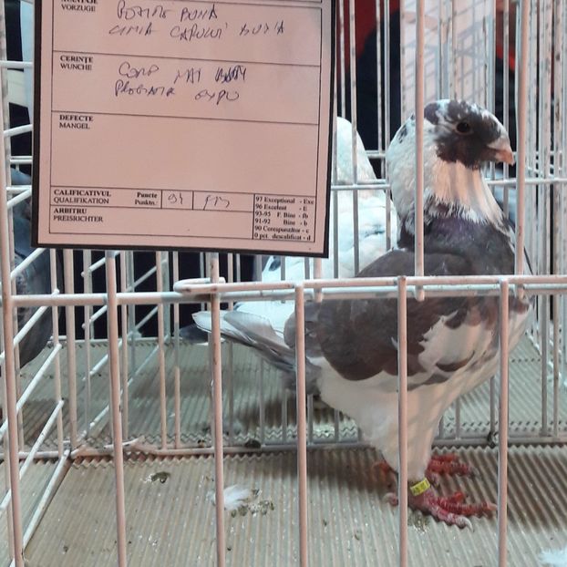  - Expoziția ExpoFauna 2018