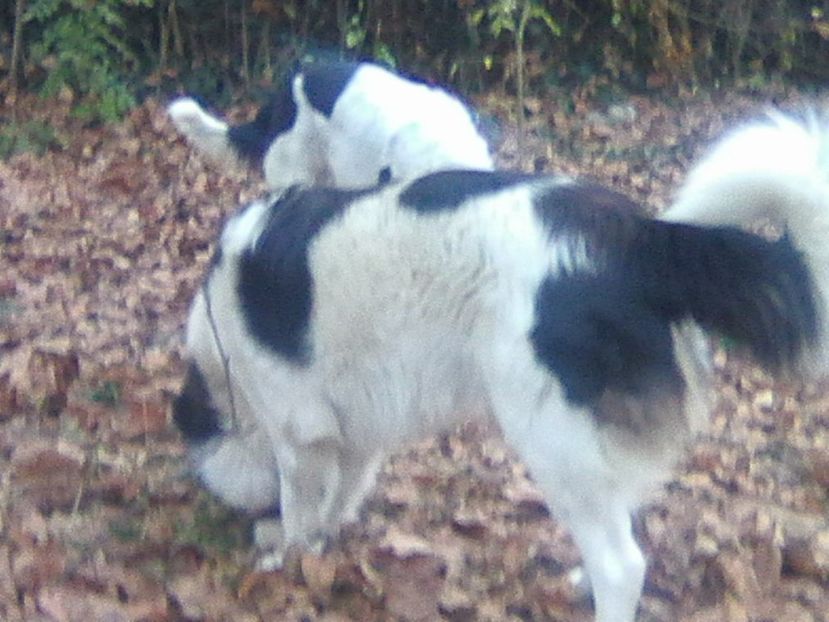 Photo0333 - AA CRB Thor 2018_2019