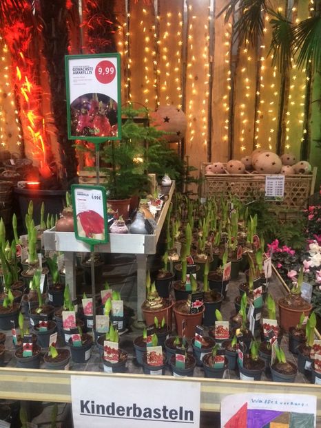 17.11.2018-Amaryllis - A -Magazin