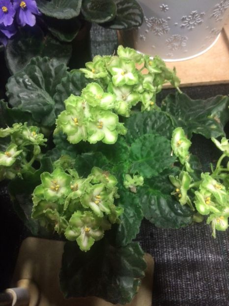 17.11.2018 - A -Magazin