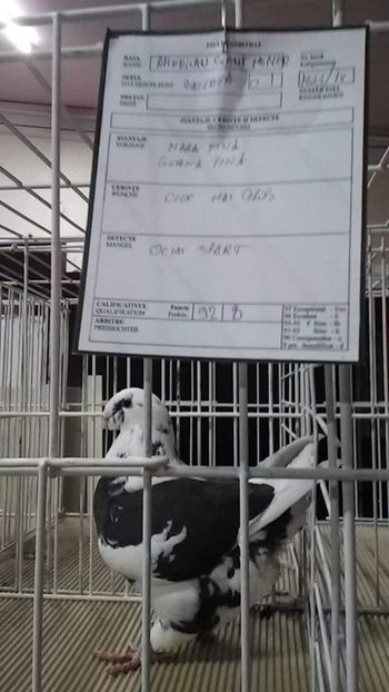 Fem 2018 - Expo Fauna 17-11-2018