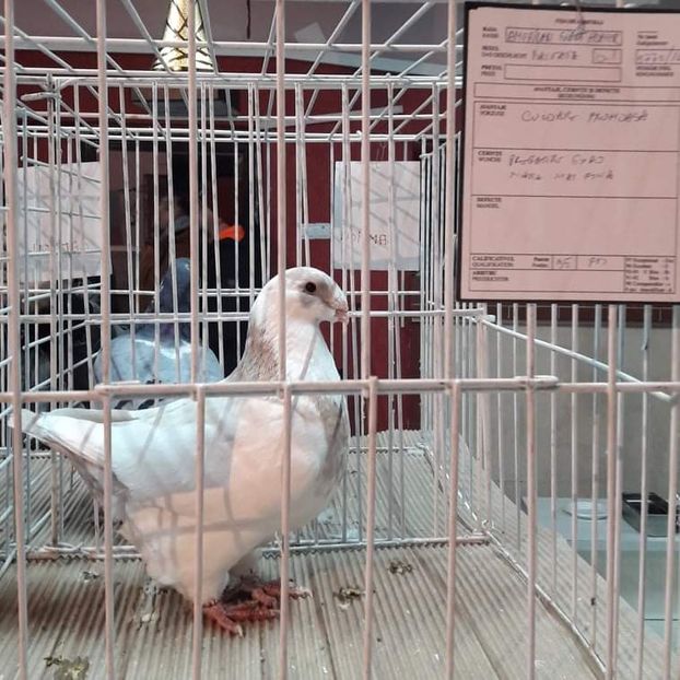 Fem 2016 - Expo Fauna 17-11-2018