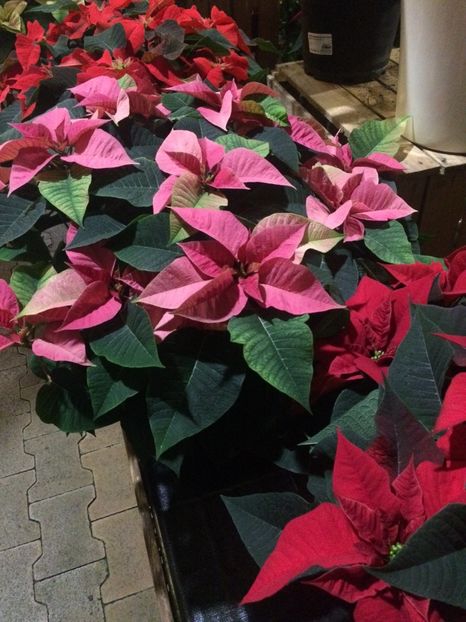 17.11.2018 - A -Magazin