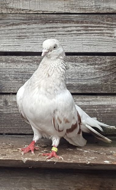  - 1-Argintiu Romanesc