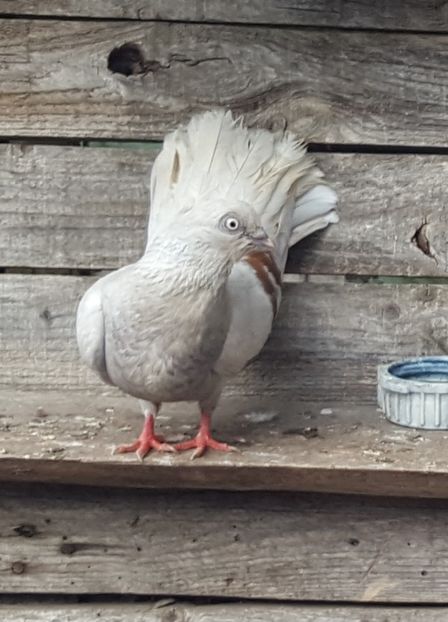  - 1-Argintiu Romanesc