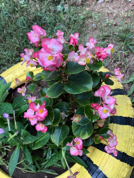  - FLORILE MELE 2018 nr 2