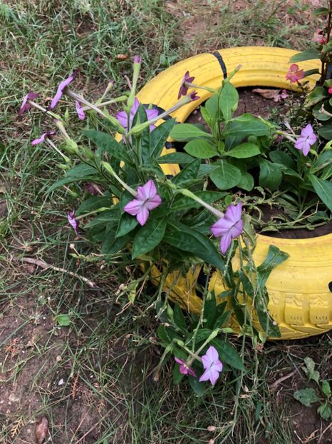  - FLORILE MELE 2018 nr 2