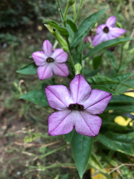  - FLORILE MELE 2018 nr 2