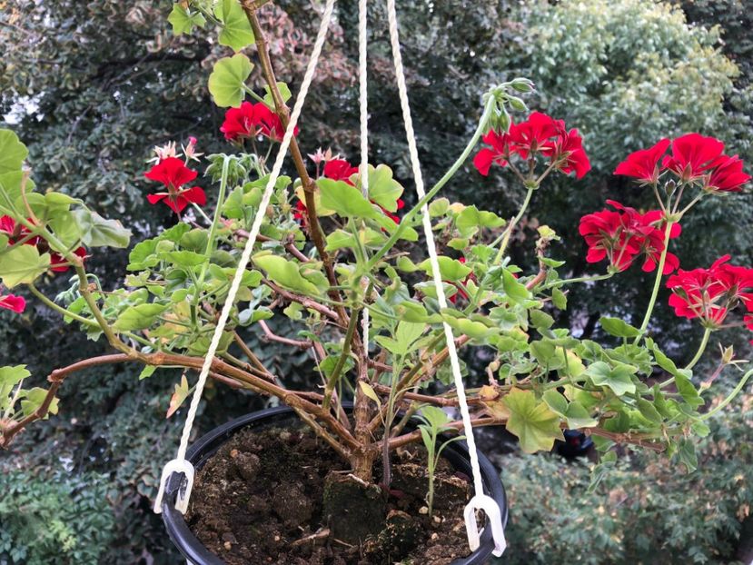  - FLORILE MELE 2018 nr 2