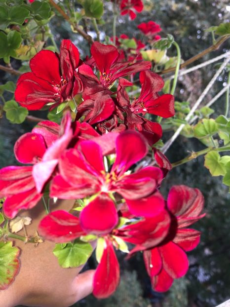  - FLORILE MELE 2018 nr 2