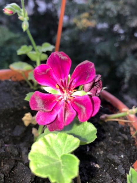  - FLORILE MELE 2018 nr 2