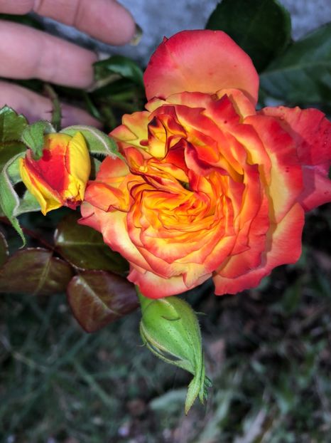  - FLORILE MELE 2018 nr 2