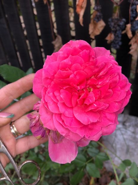  - FLORILE MELE 2018 nr 2