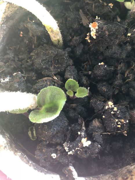  - FLORILE MELE 2018 nr 2