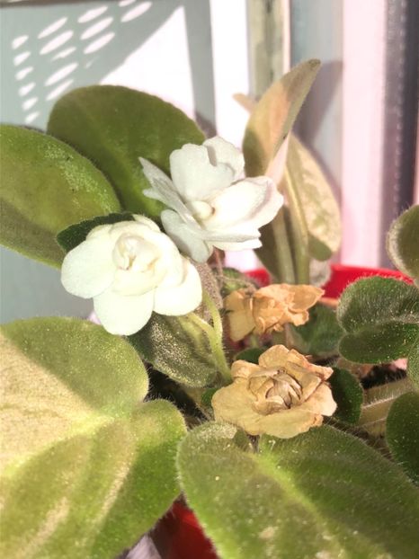  - FLORILE MELE 2018 nr 2