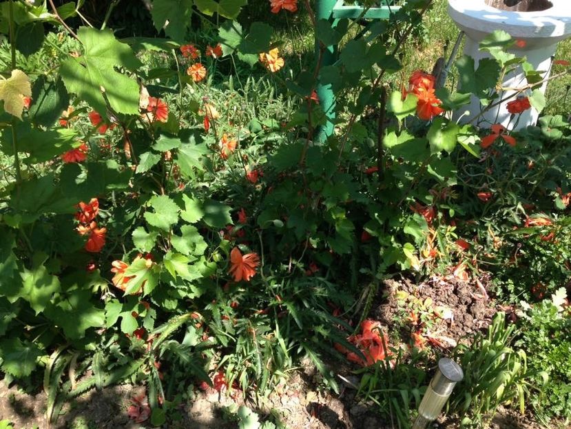  - FLORILE MELE 2018 nr 2