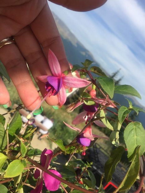 AKSD9677 - FLORILE MELE 2018 nr 2