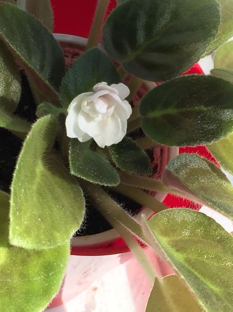 VWLN3345 - FLORILE MELE 2018 nr 2