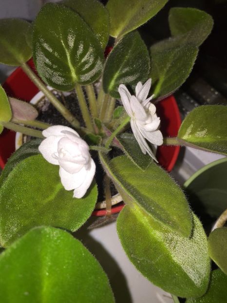 KRKF2000 - FLORILE MELE 2018 nr 2