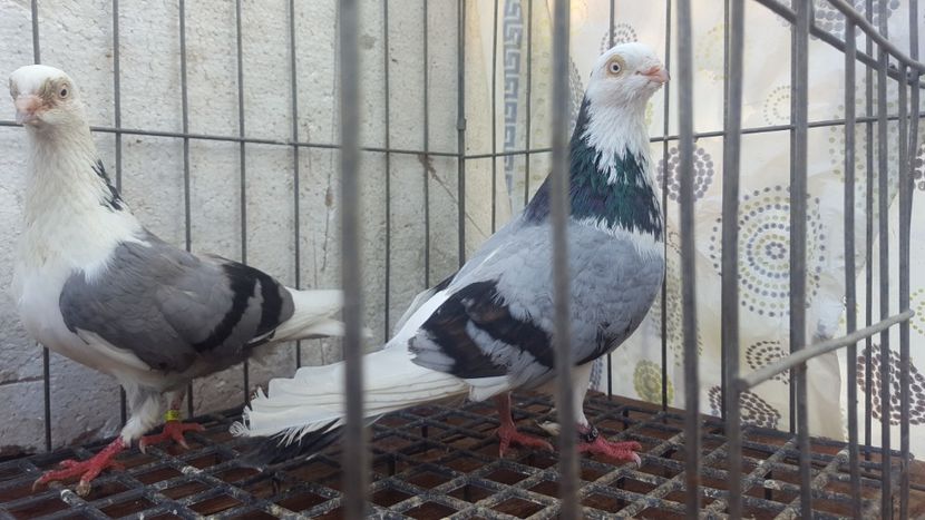  - 4-Jucatori de Galati