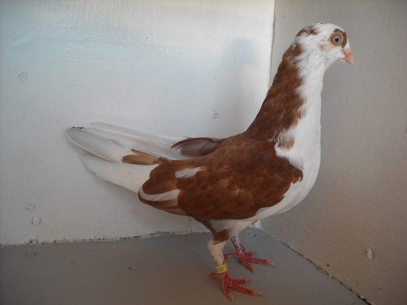  - PORUMBEI CARE MI AU APARTINUT