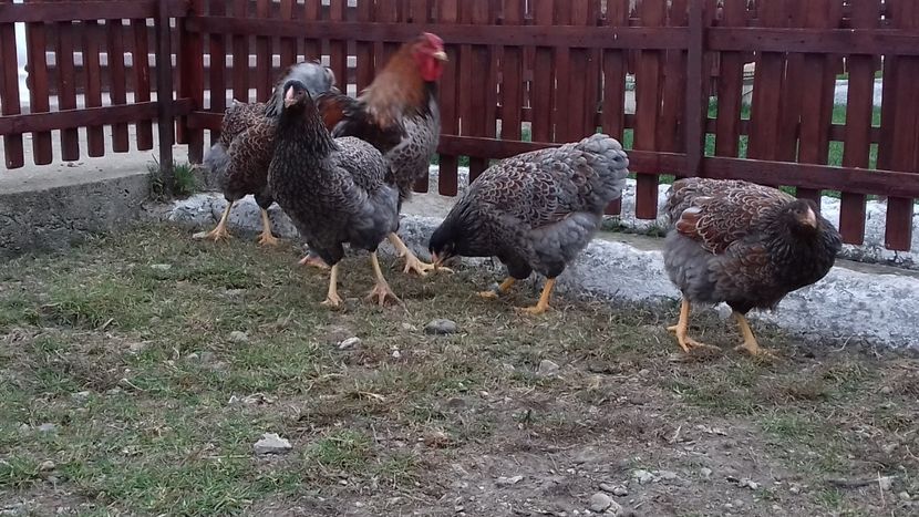  - Wyandotte auriu-albastru