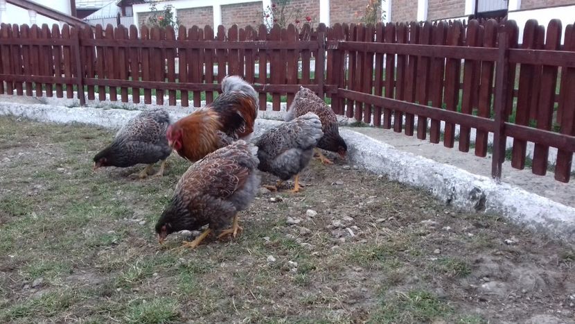  - Wyandotte auriu-albastru